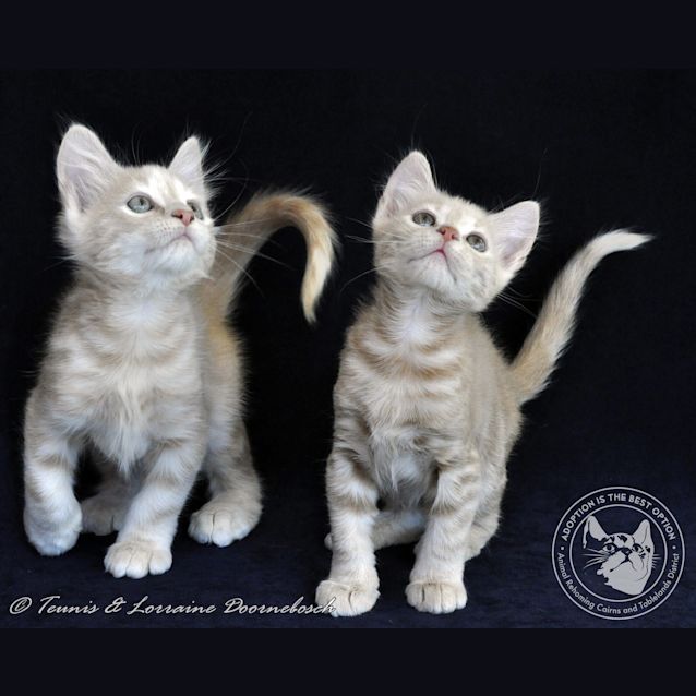 Photo of Snugglepot And Cuddlepie