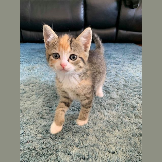 Photo of Birdie 