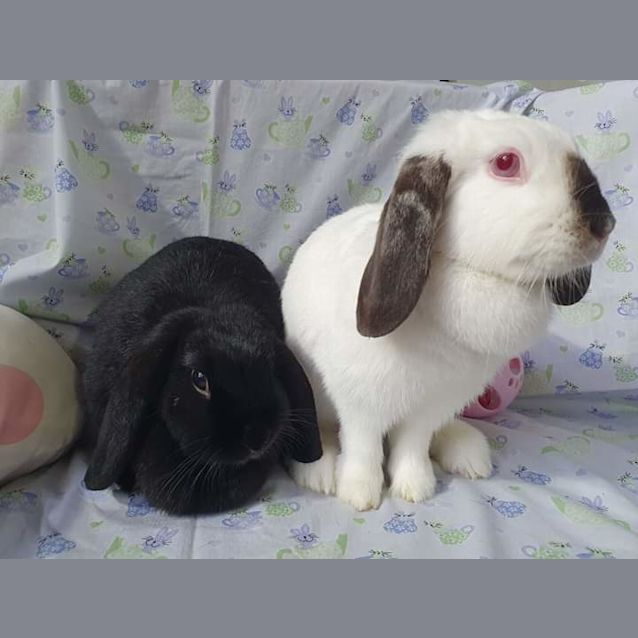 Photo of Flop And Fluff