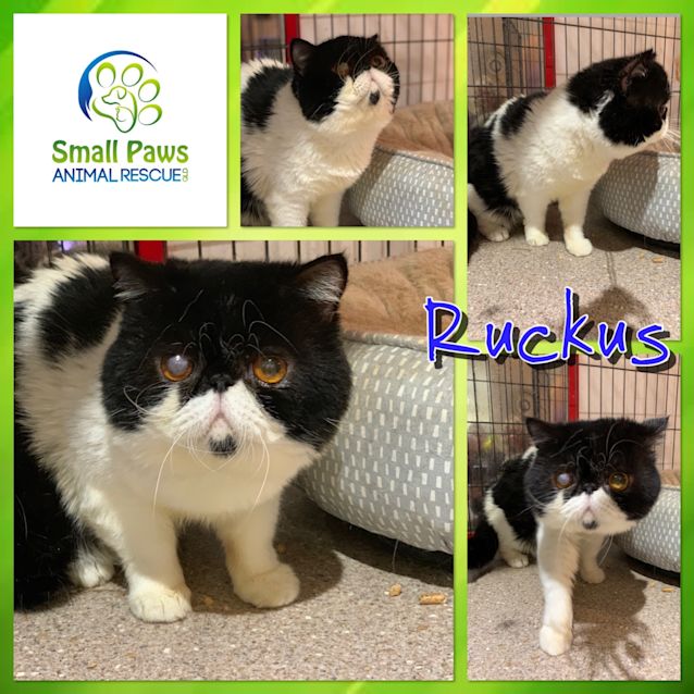 Photo of Ruckus