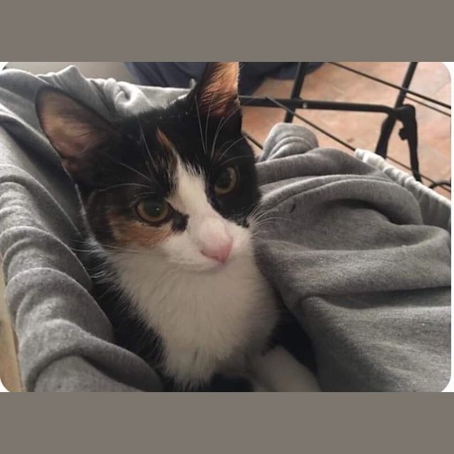 Photo of Milo