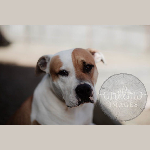 Photo of Maverick