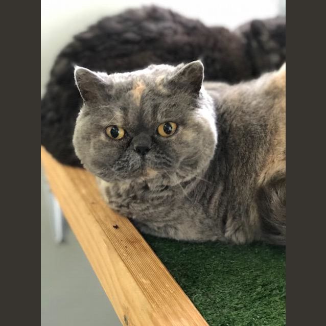 Photo of Lucy