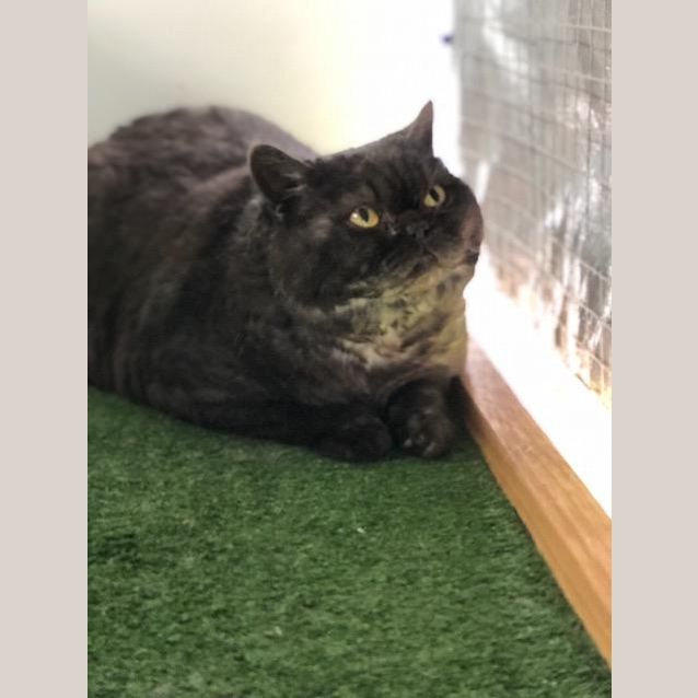 Photo of Smokey