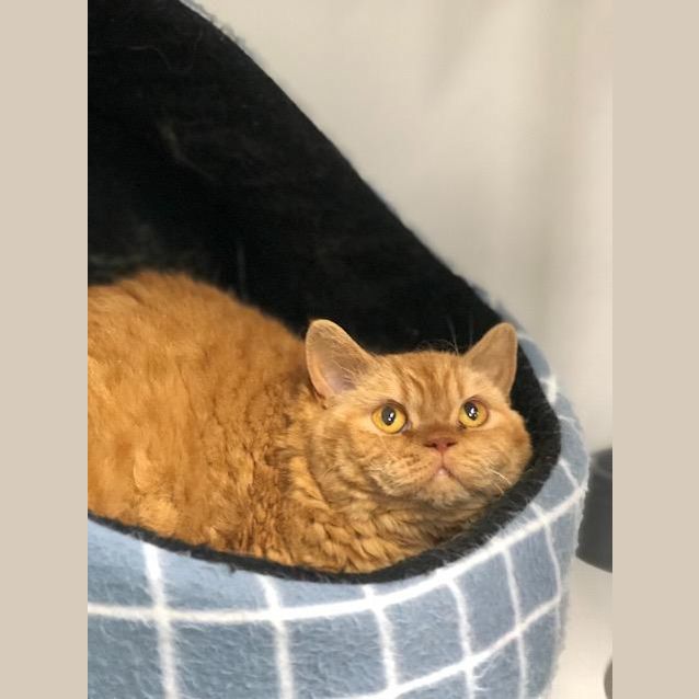 Photo of Ruby