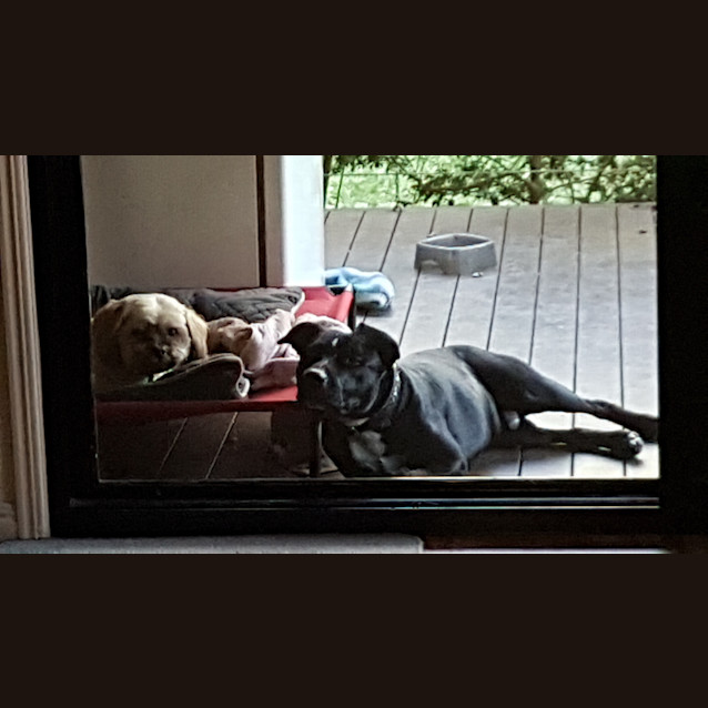 Photo of Otto 