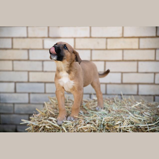 Photo of Montana ~ Cattle Dog X Kelpie (On Trial 4/9/19)