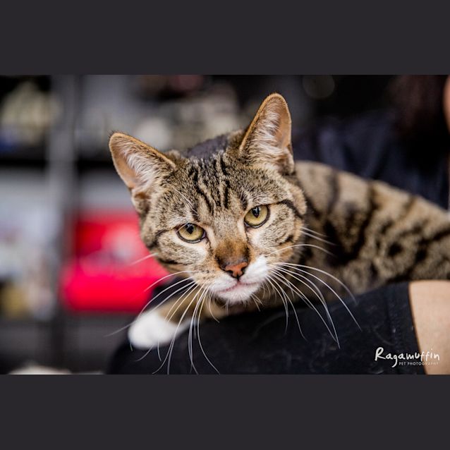 Photo of Lizzie    Meet Me Neko Hq Preston