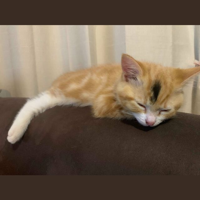 Photo of Frankie 