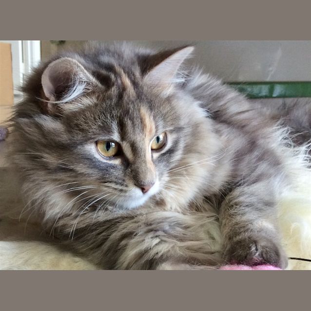 Photo of Milly