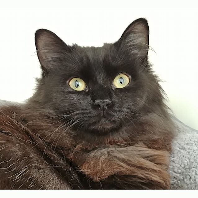 Photo of Coco