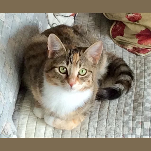 Photo of Lolli