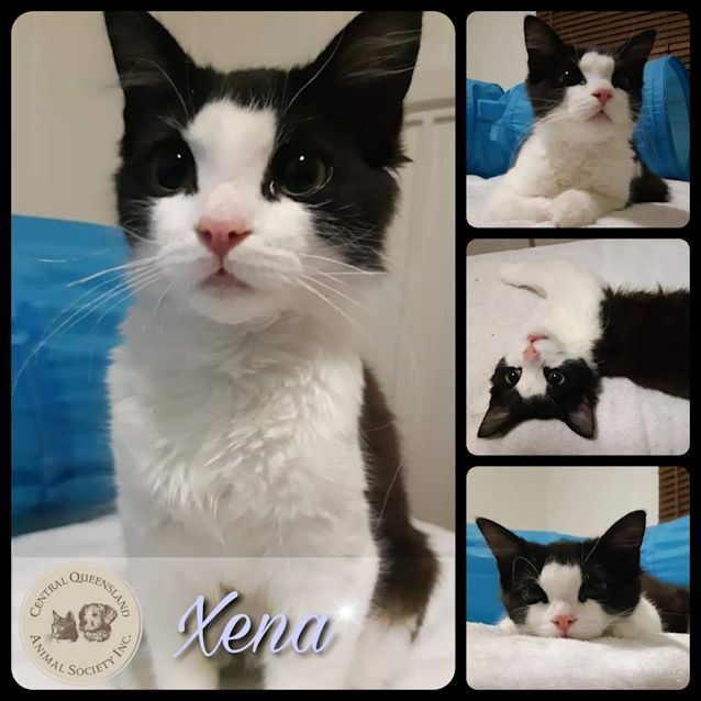 Photo of Xena