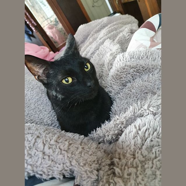 Photo of Sampson