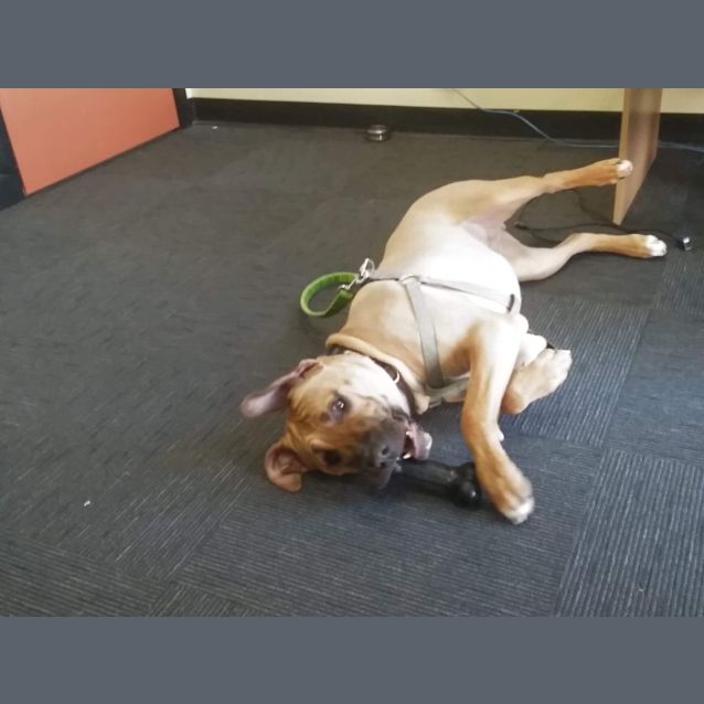 Photo of Cooper