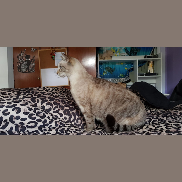 Photo of Onyx