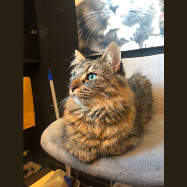 Photo of Odin   Meet Me At Cat Lounge/Neko Hq In Preston