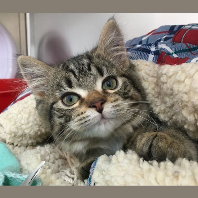 Photo of Marbles