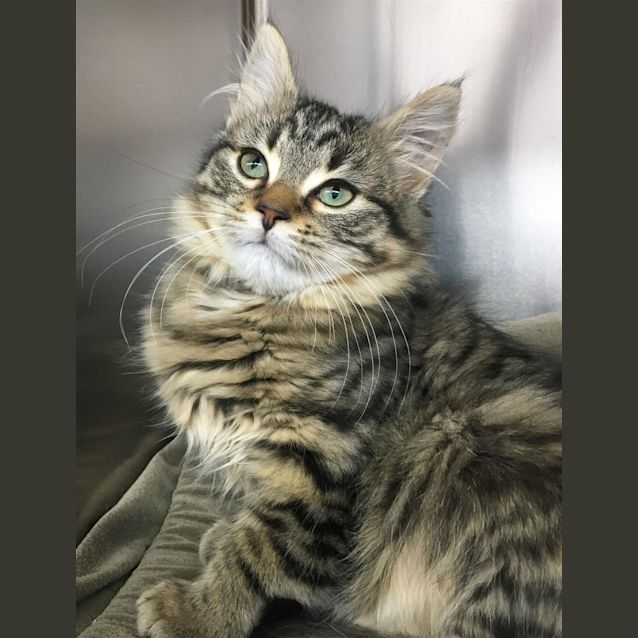 Photo of Pebbles
