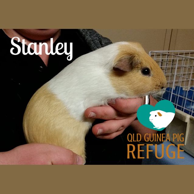 Photo of Stanley