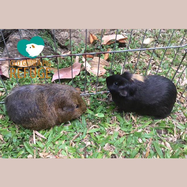 Photo of Charlotte And Cookie