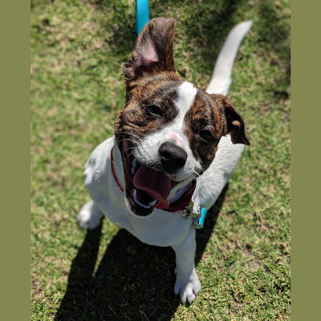 Photo of Cookie