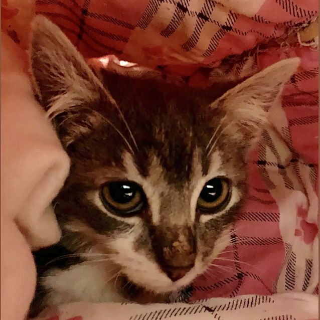Photo of Koala   Grey Stunning Kitten