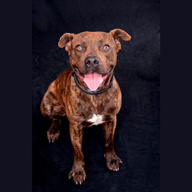 Photo of Blaze