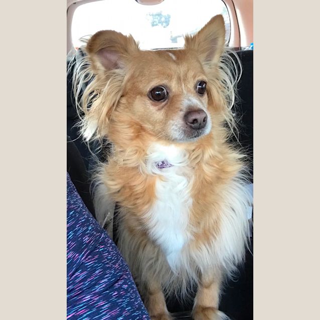 Photo of Sammy 