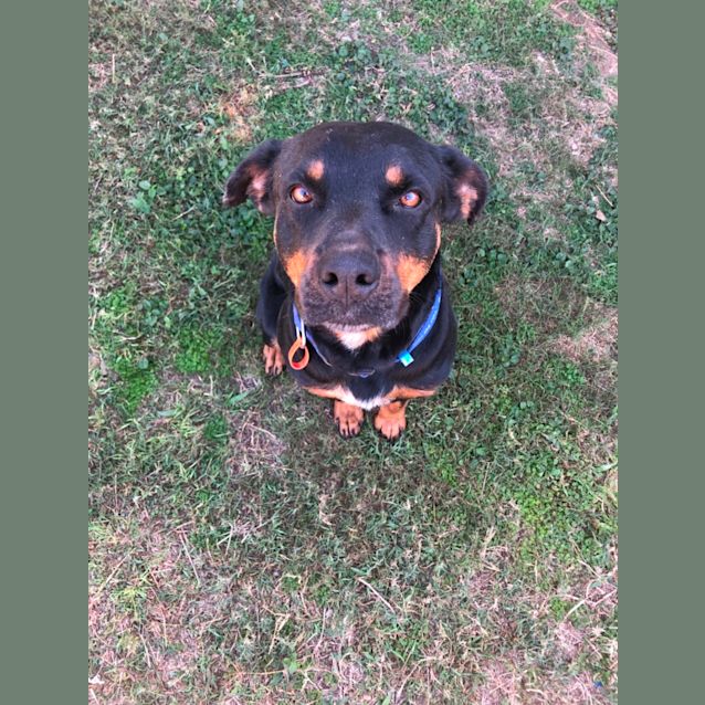 Photo of Coco
