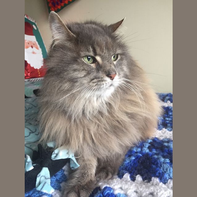 Photo of 🐾Fuzz🐾