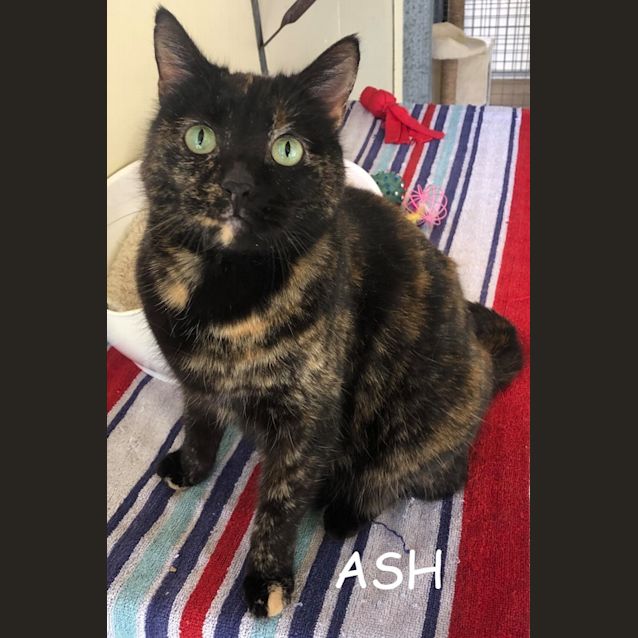 Photo of Ash
