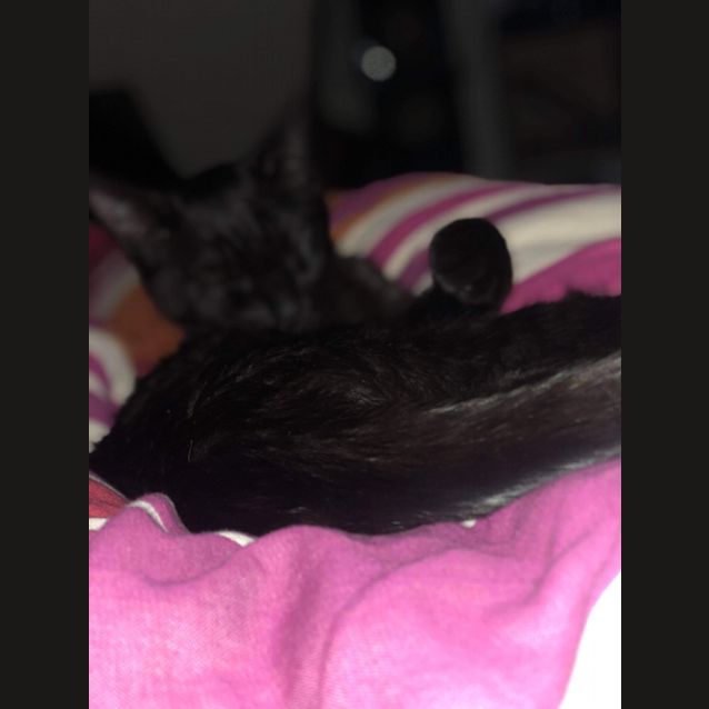 Photo of Bert