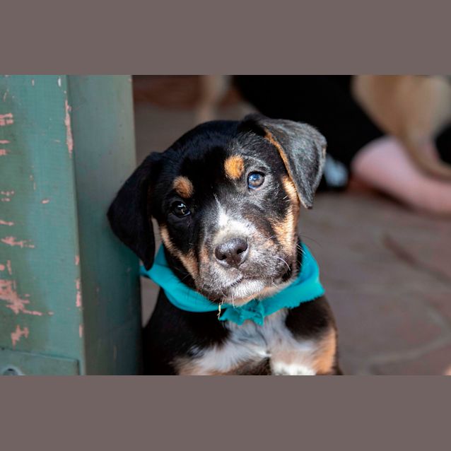 Photo of Watson ~ Boxer X Puppy (On Trial 15/9/19)