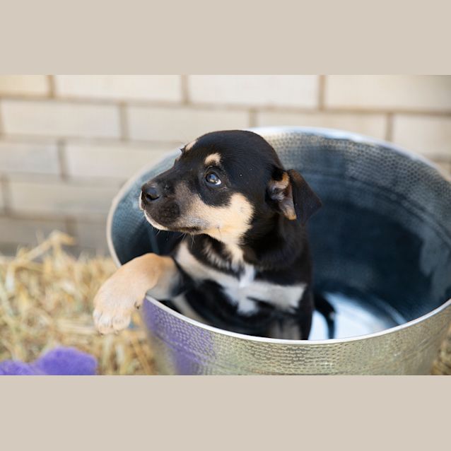 Photo of Jewel ~ Cattle Dog X Kelpie (On Trial 13/9/19)