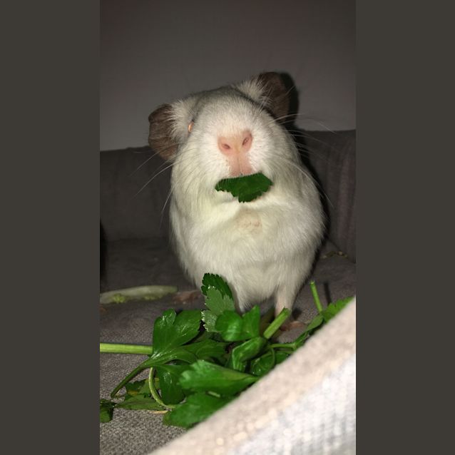 Photo of Zebedee & Willoughby