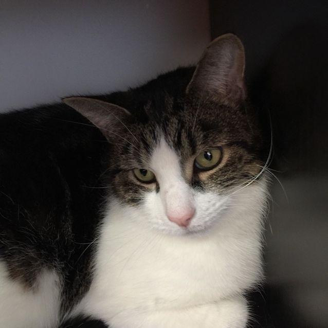 Photo of Stuart    Meet Me In Cat Lounge/Neko Hq Preston