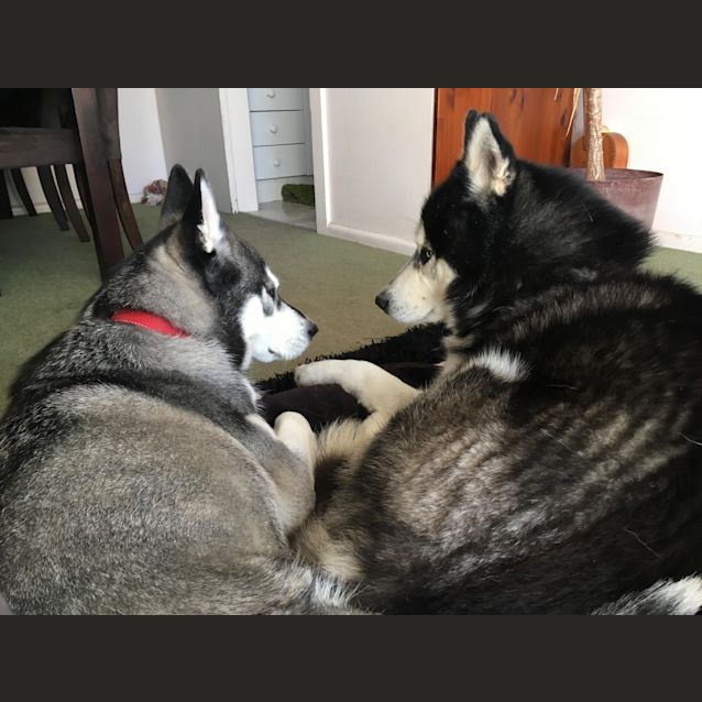 Photo of Rocky & Mika