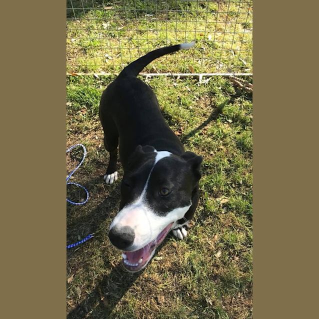 Photo of #1381 Poppy