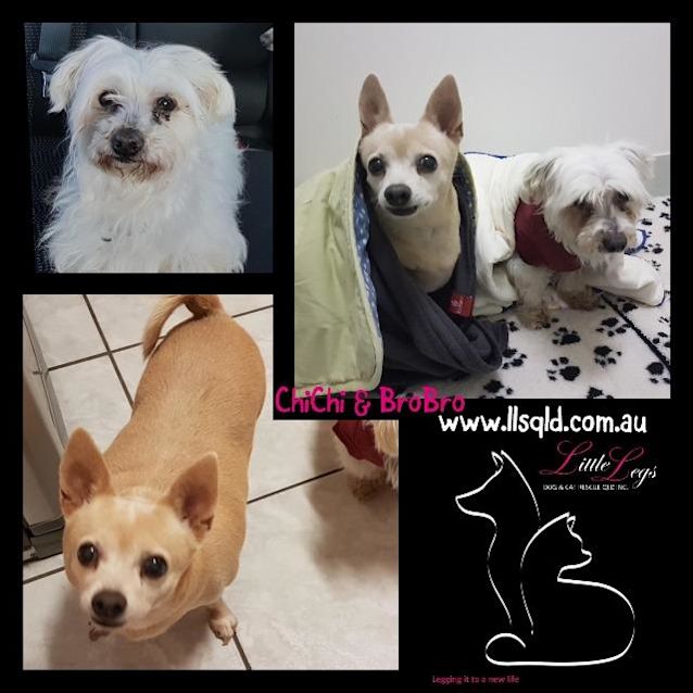 Photo of Chichi / Brobro