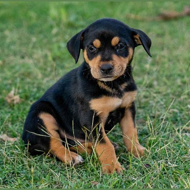 Photo of Balou