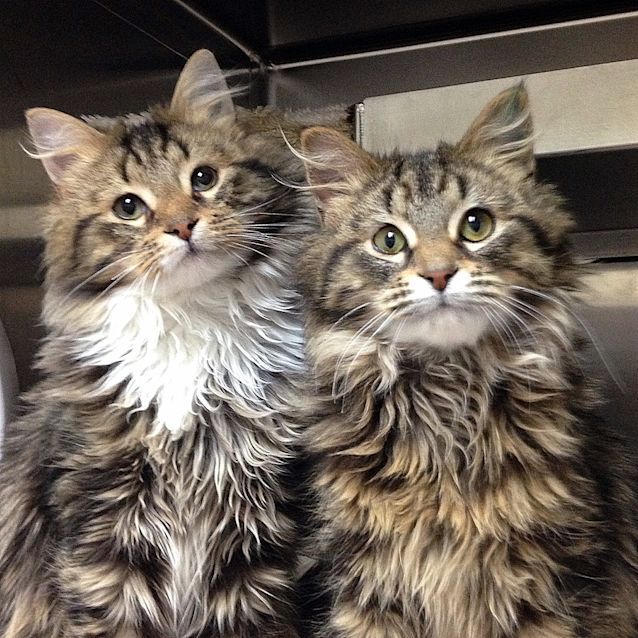 Photo of Ferris And Gogi