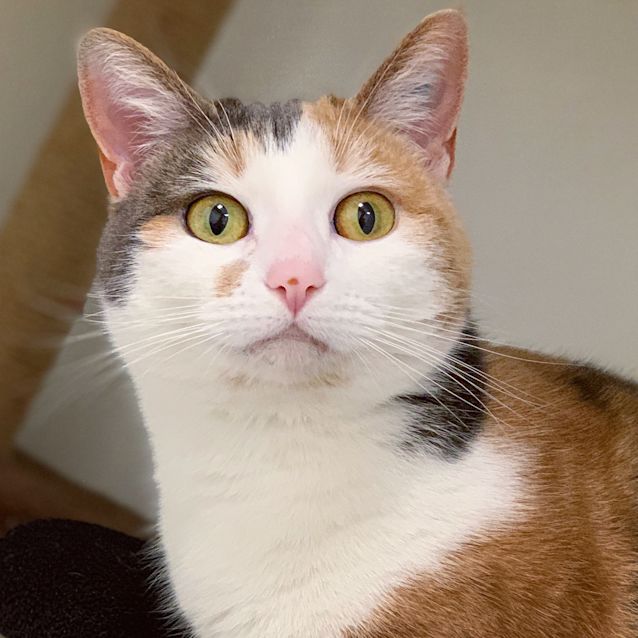 Photo of Stella
