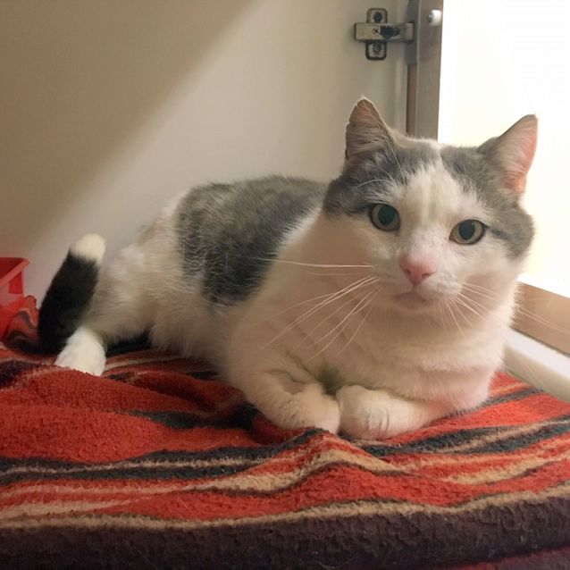 Photo of Cosmo