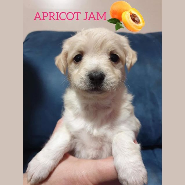 Photo of Apricot Jam ❤❤❤