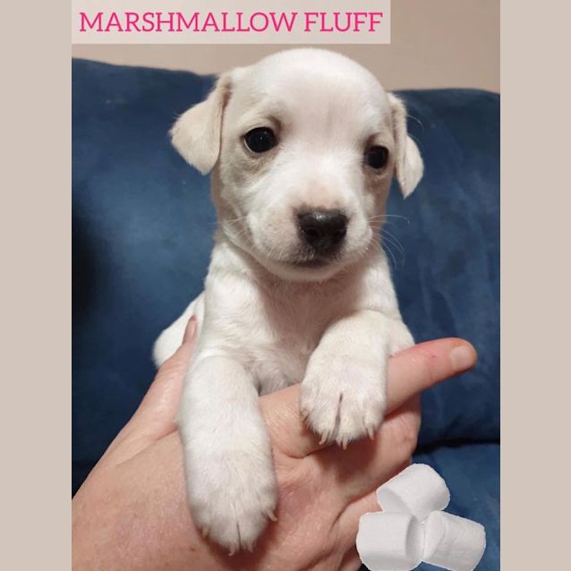 Photo of Marshmallow ❤❤❤
