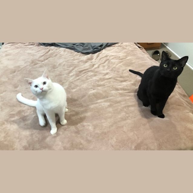 Photo of Gio And Shadow (Dual Adoption)