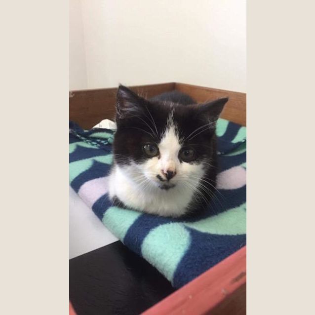 Photo of Bean