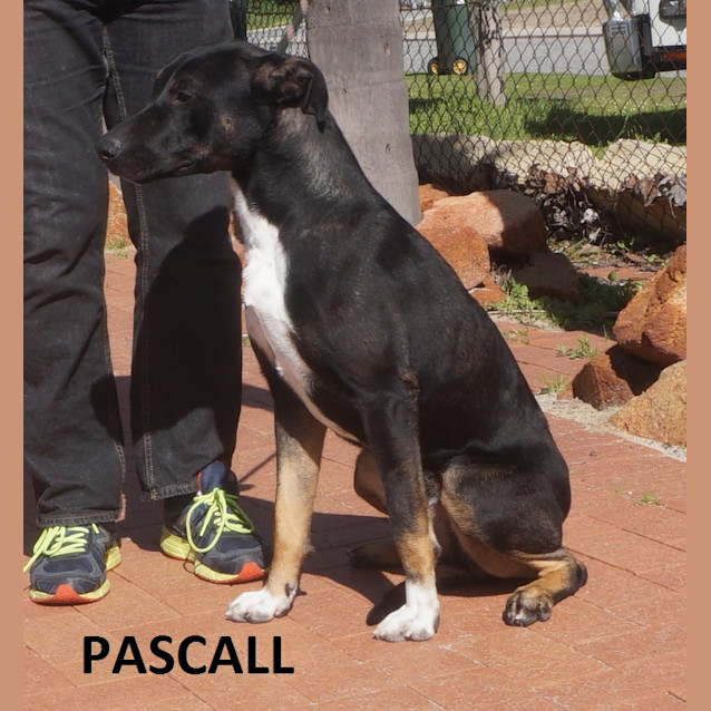 Photo of Pascall