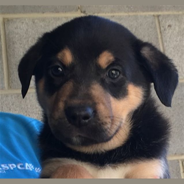 Photo of Moose